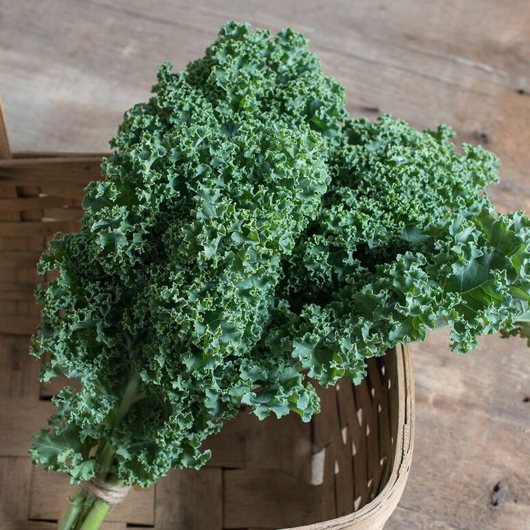 Kale - Curly Green