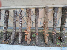 Load image into Gallery viewer, Farming with Fungi - Colin Mills - July 29th 3:00pm
