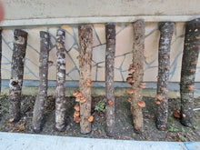 Load image into Gallery viewer, Farming with Fungi - Colin Mills - July 29th 3:00pm
