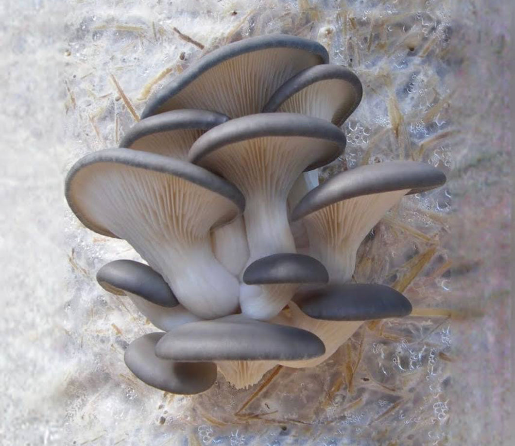 Blue Oyster Mushrooms (Fresh)