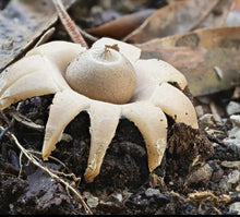Load image into Gallery viewer, Farming with Fungi - Colin Mills - July 29th 3:00pm
