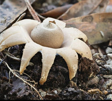 Load image into Gallery viewer, Farming with Fungi - Colin Mills - July 29th 3:00pm
