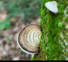 Load image into Gallery viewer, Medicinal Mushrooms - Colin Mills - July 22nd 3:00pm

