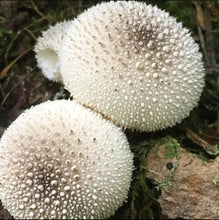 Load image into Gallery viewer, Medicinal Mushrooms - Colin Mills - July 22nd 3:00pm
