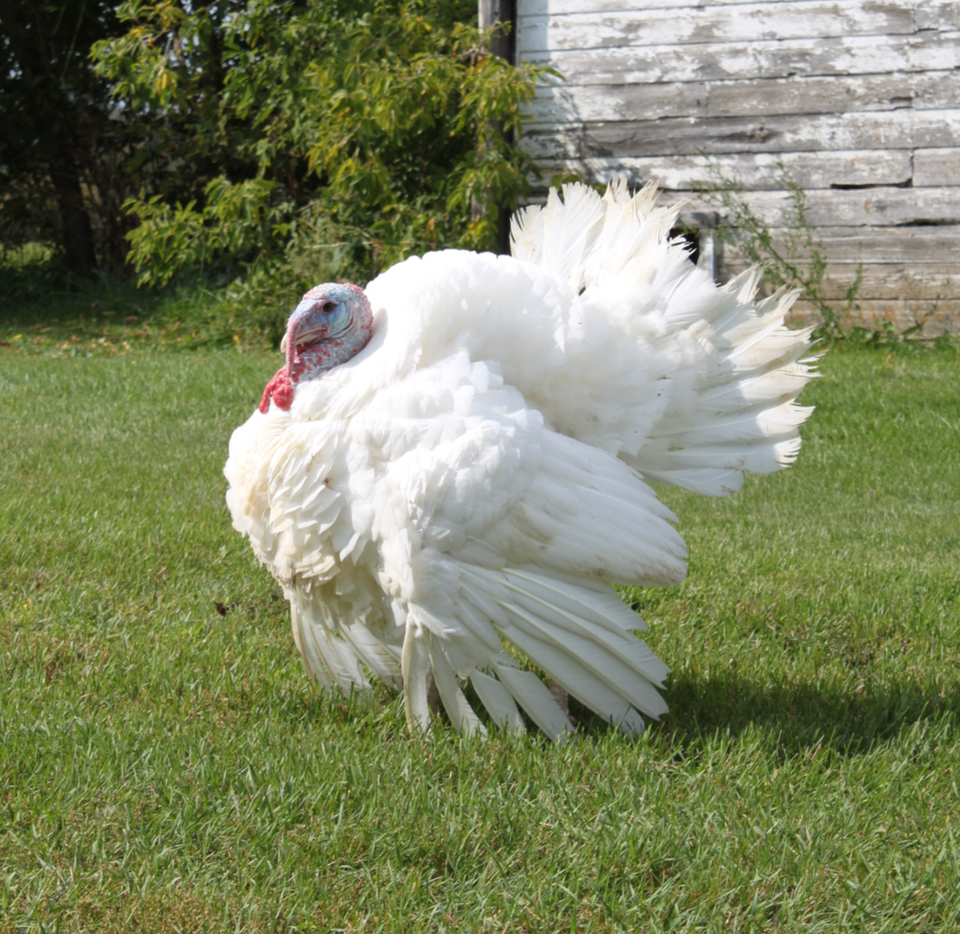 Thanksgiving Turkey Deposit