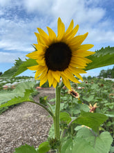 Load image into Gallery viewer, Sunflowers
