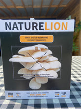 Load image into Gallery viewer, White Oyster Mushroom Grow Kit
