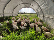 Load image into Gallery viewer, Meat Chicken Deposit (June 18th)
