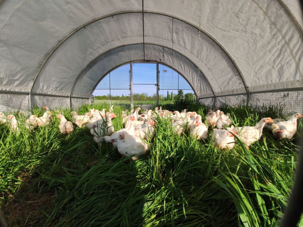 Meat Chicken Deposit (June 18th)