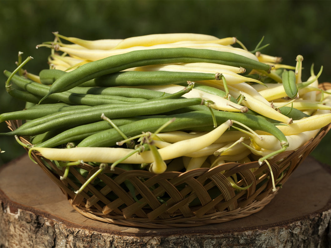 Beans