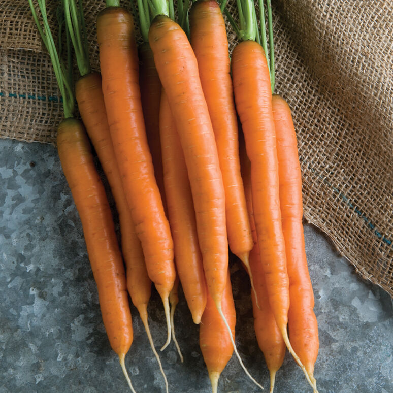 Orange Carrots