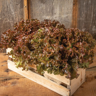 Red Mist Lettuce